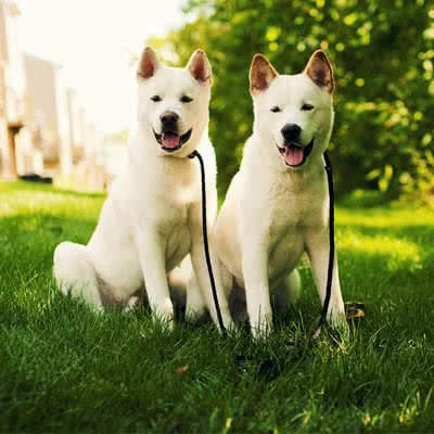 秋田犬知识